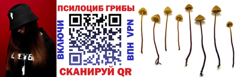 Купить закладки  Каргат  Галлюциногенные грибы Cubensis 